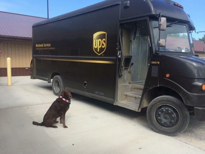 Лучшая группа в Фейсбуке: собаки встречают почтальонов службы доставки