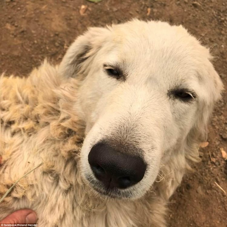 Пастушья собака спасла свое стадо в жутком лесном пожаре, где были бессильны люди