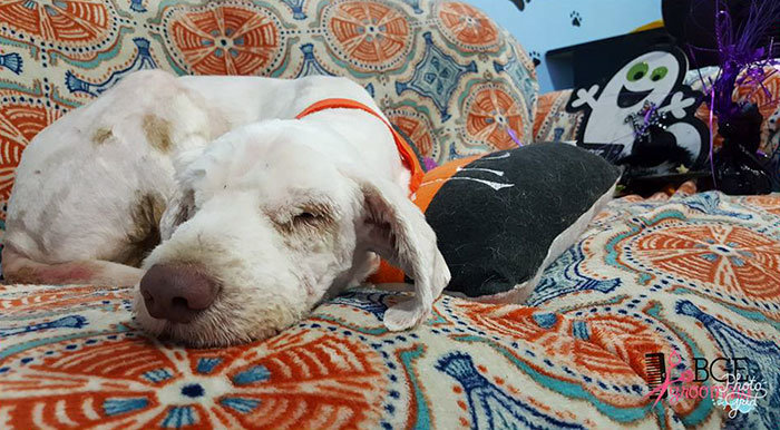 Добрые дела: грумер открыла собачий салон посреди ночи, чтобы спасти бездомного пса