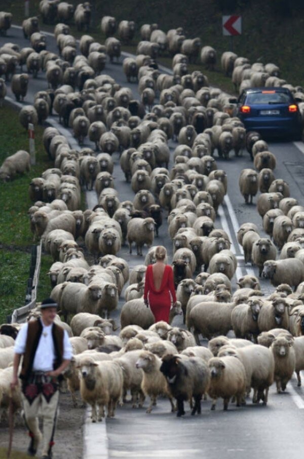 Среди стада овец
