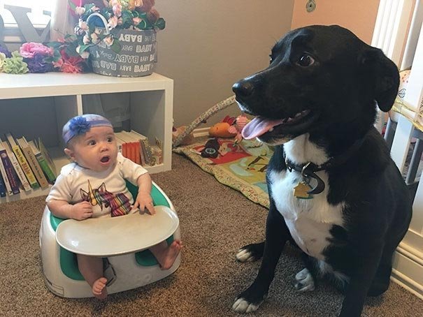 "Моя племянница увидела собаку в первый раз"