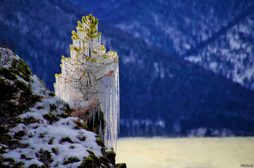 "На севере диком стоит одиноко