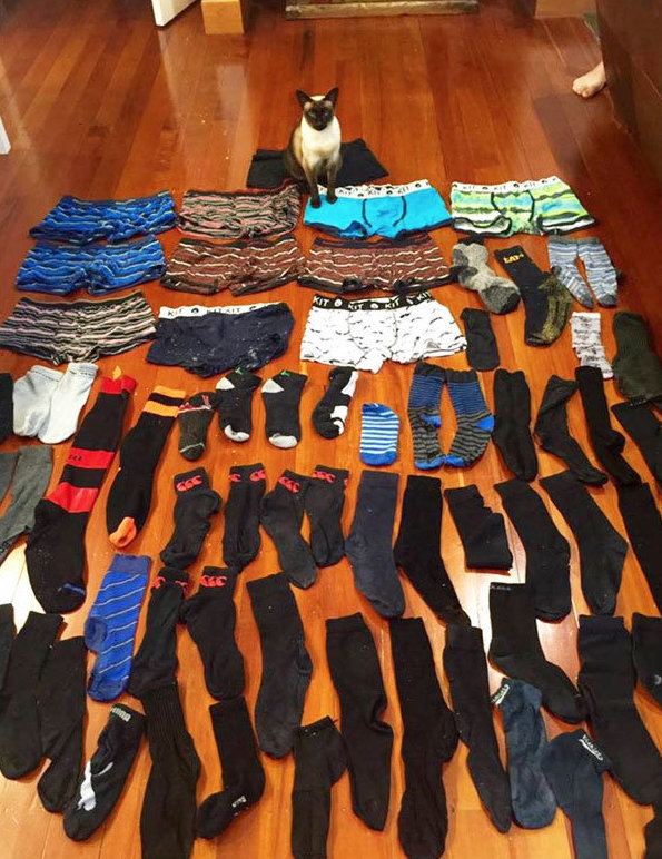 Этот кот-коллекционер крадёт у соседей мужские носки и трусы