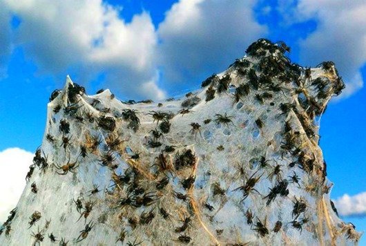  Австралия – идеальное место для съемок ужастиков про пауков и прочих насекомых