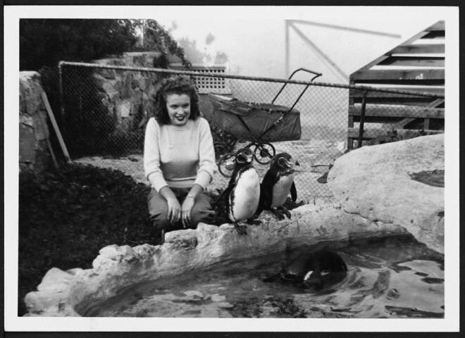 Молодая Норма Джин Мортенсон играет с пингвинами в зоопарке.