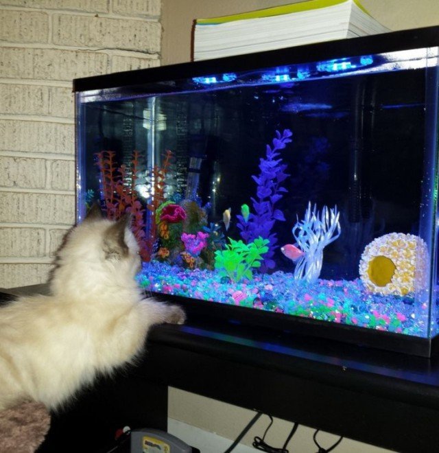 Аквариум – это телевизор для кошек