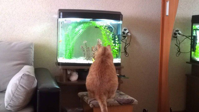 Аквариум – это телевизор для кошек