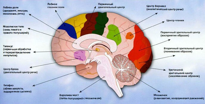 Способности мозга человека