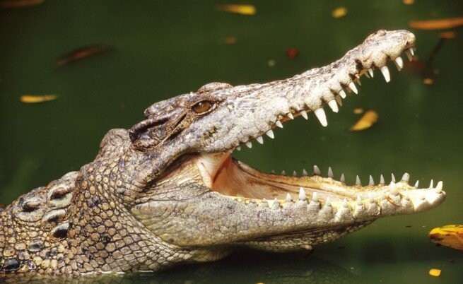 Крокодил — 1 000