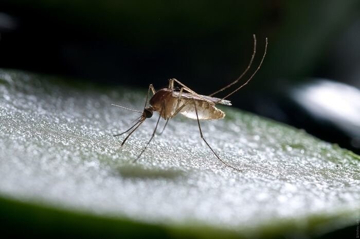 Комары (разносят малярию) — 725 000