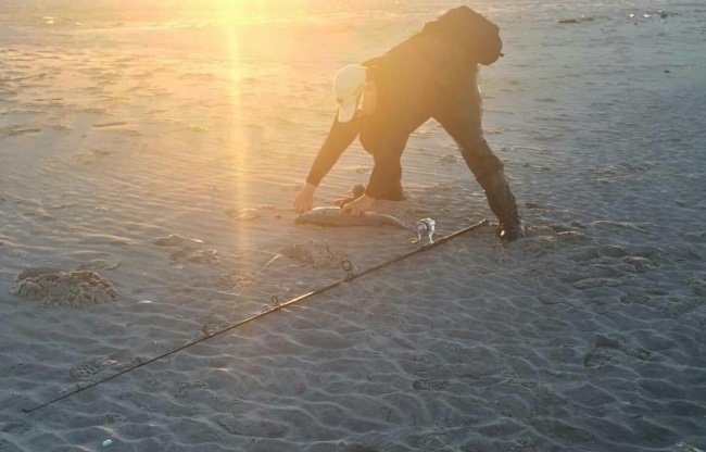А вам тоже показалось, что это гуляющая по пляжу горилла?