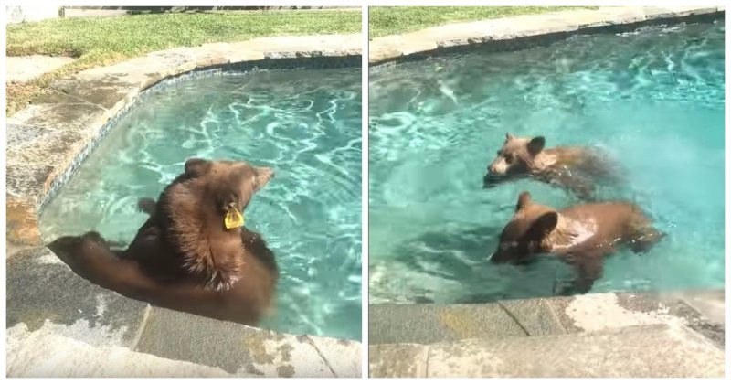 Семейство медведей искупалось в бассейне американцев