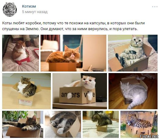 Котизм телеграмм. Котизм ВКОНТАКТЕ. Котизм с надписями. Вера котизм. Коты любят коробки потому что те похожи на капсулы.