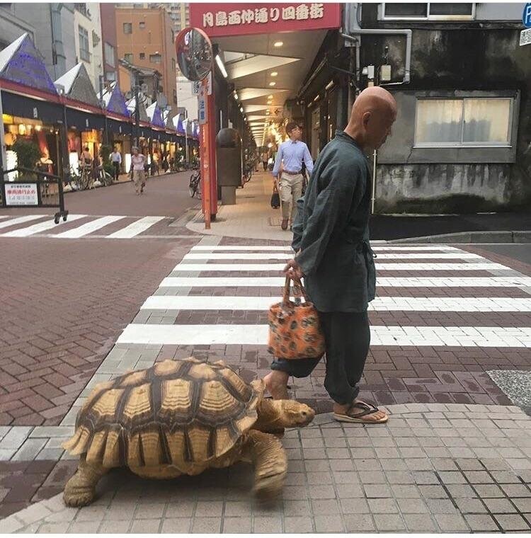 Просто черепаха на прогулке 