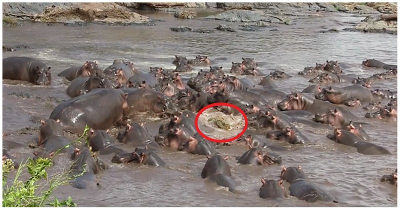 Когда зашел не в тот район: 30 бегемотов помогли заблудившемуся крокодилу вернуться на сушу