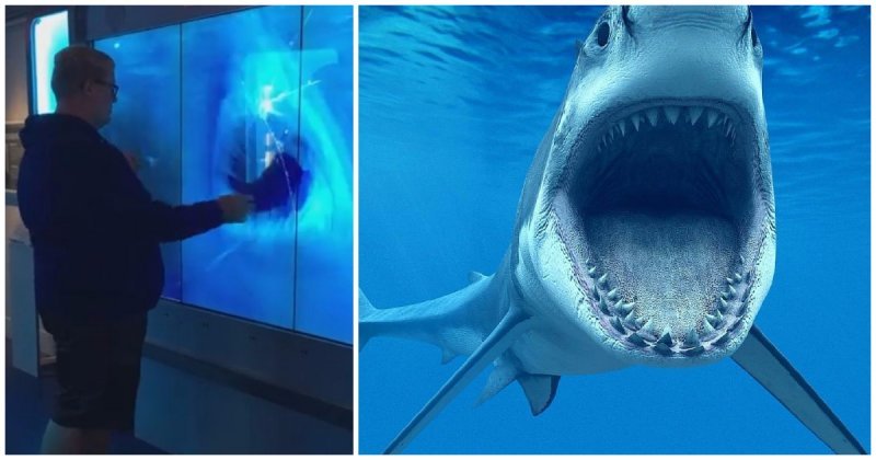 Дотрагивайся на свой страх и риск! Большая акула атаковала посетителя в музее шпионажа