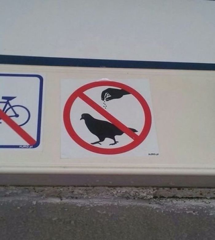 Пожалуйста, не сыпьте корм на голубей