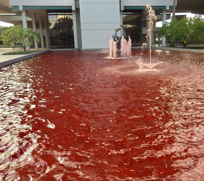 "Моя компания хотела покрасить воду в фонтане в розовый для повышения осведомленности о раке груди... Но что-то пошло не так"