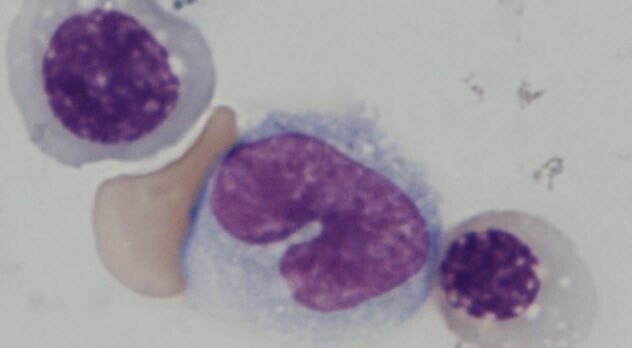 Кровяные стволовые клетки