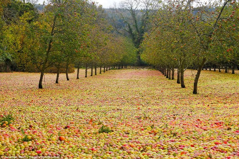 Яблоневый сад в Клонмеле, графство Типперэри, Ирландия