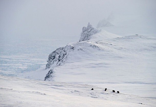 Изучая дикую природу Арктики на российском острове Врангеля