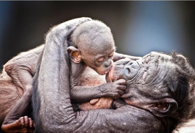 Детеныши обезьян . Фотоподборка