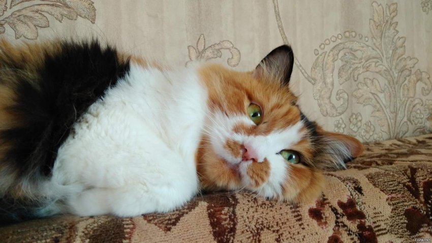 Солянка