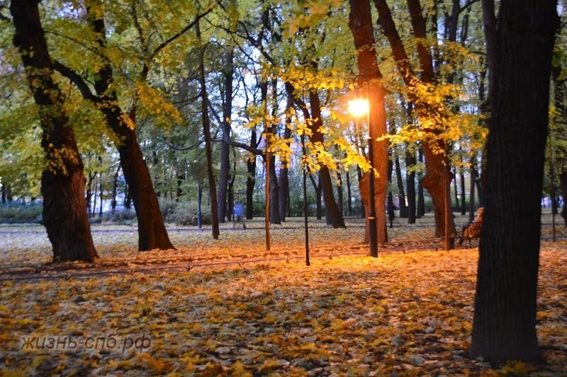 Золотые сумерки Михайловского сада