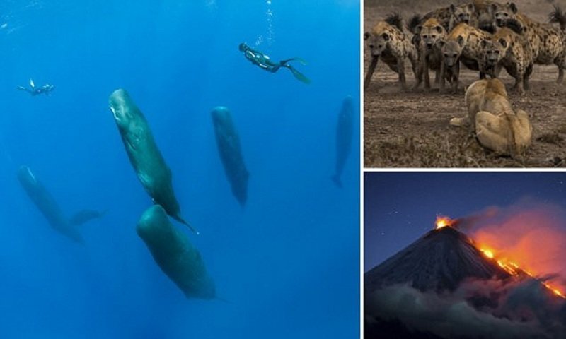Фотоконкурс National Geographic "Фотограф года": лучшие в мире снимки живой природы