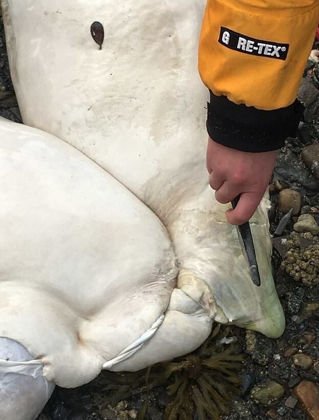 На берег Аляски море выбросило останки таинственного существа