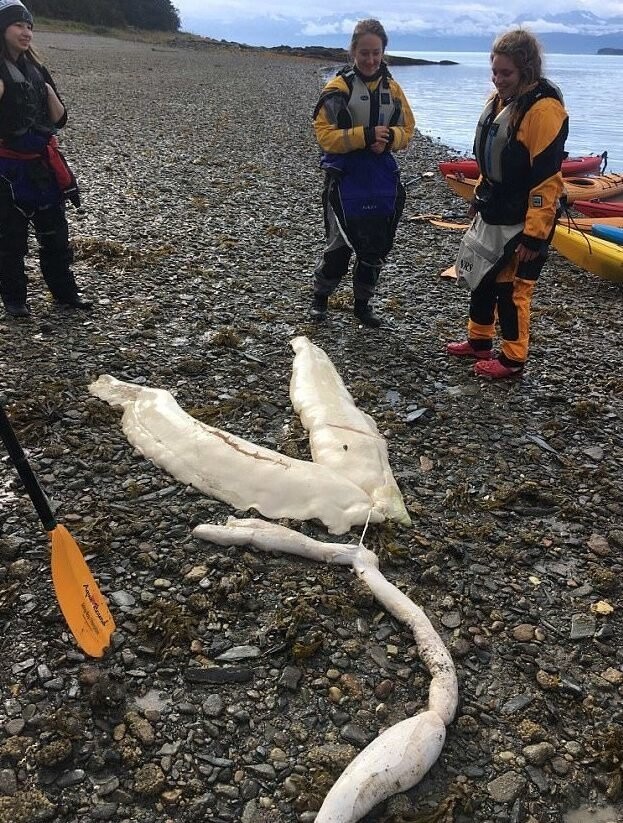 На берег Аляски море выбросило останки таинственного существа