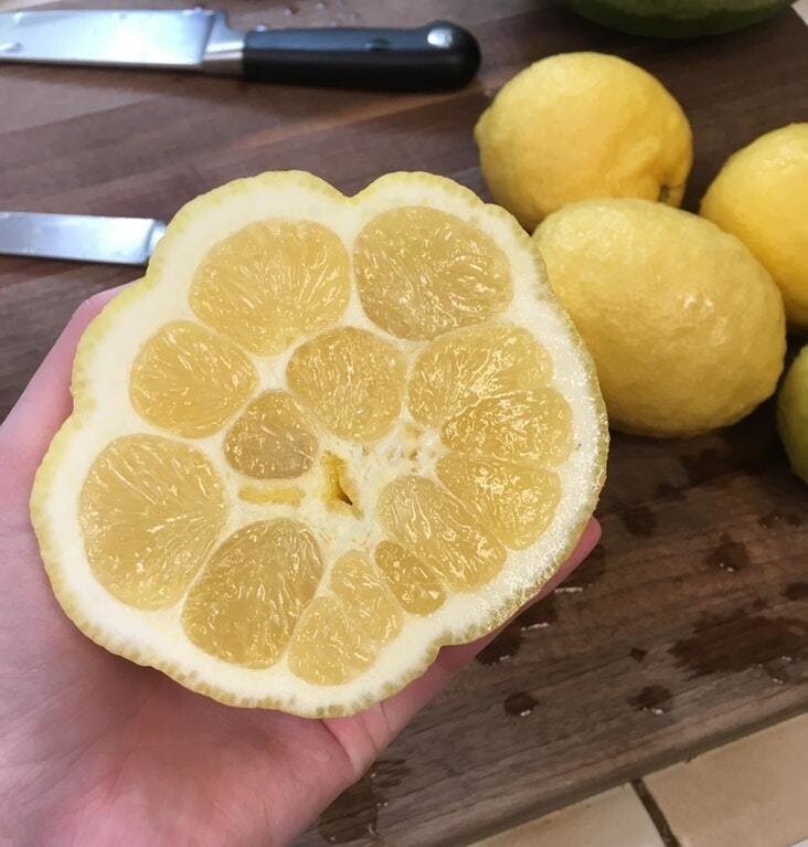 21. Необычный лимон 