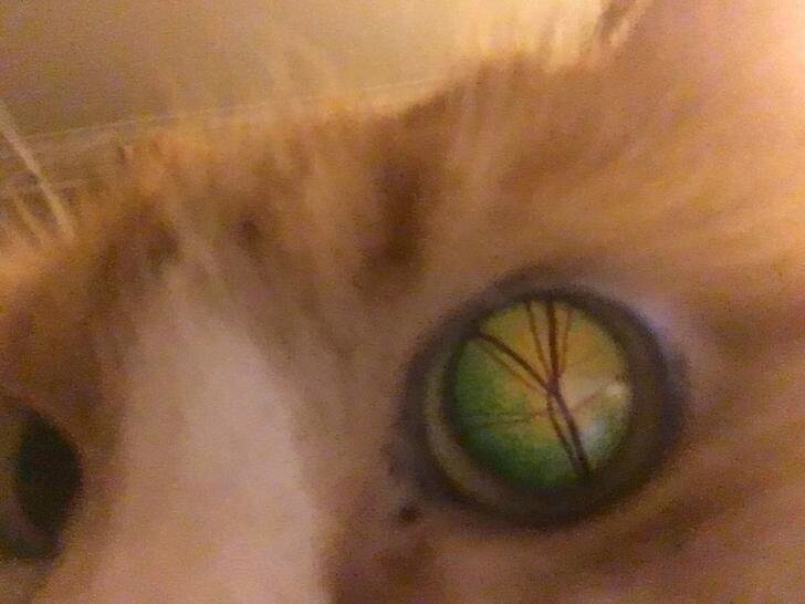 8. Глаз кота 