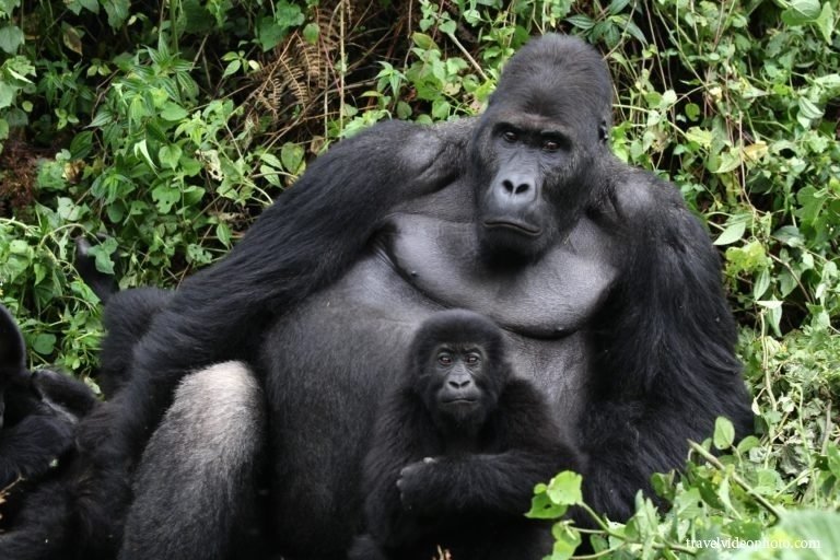 2. Горных горилл, которые помимо Конго обитают еще только в двух странах в Уганде и Руанде.