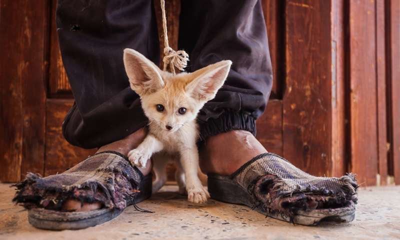 Лисёнок фенек, сфотографированный во время незаконной торговли животными