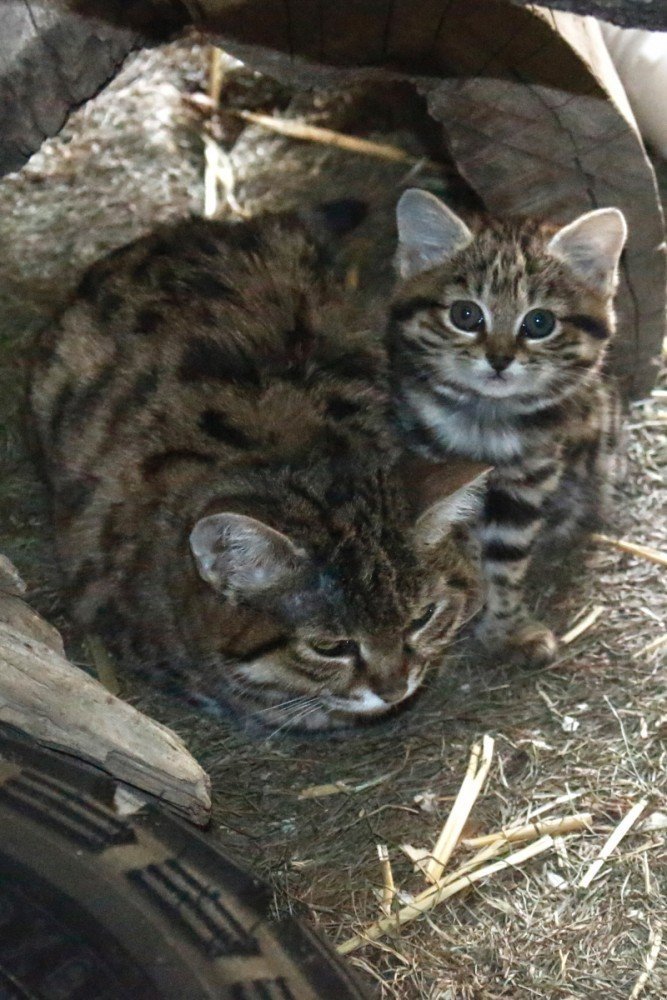 В зоопарке штата юта родился редкий черноногий котенок