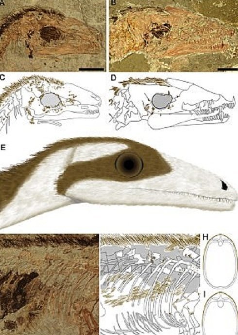 Ученые реконструировали динозавра-енота