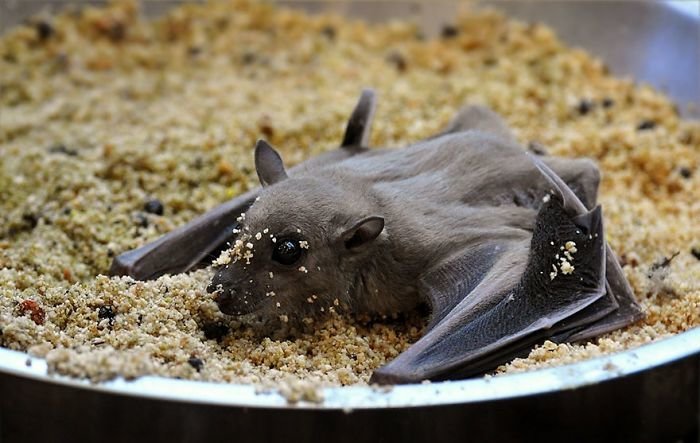 Эта фотоподборка изменит ваше мнение о летучих мышах!