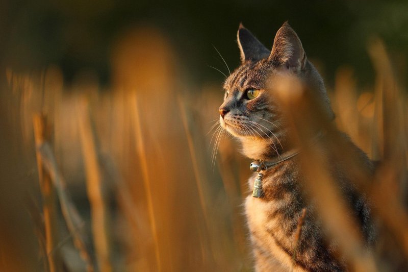 Кот в поле картинка