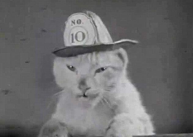 Помощник пожарных кот Микки носил каску и умел скатываться по шесту