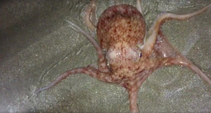 Жителей Уэльса испугало таинственное нашествие осьминогов, но учёные нашли ему объяснение