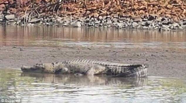 Крокодил расслабленно принимал солнечные ванны недалеко от гавани Порт Хинчайнбрук, когда его заметили и словили в объектив камеры