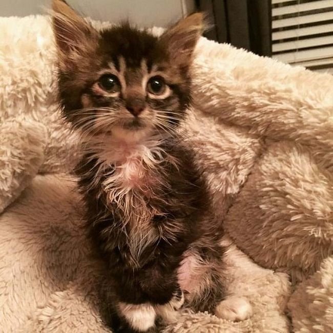 Родившийся без локтевых суставов котенок превратился в прекрасную кошку