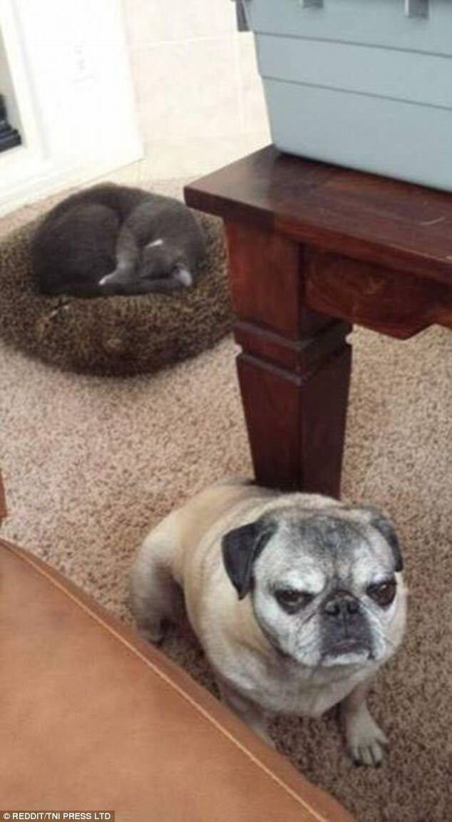 По морде пса можно понять, что это его кроватка