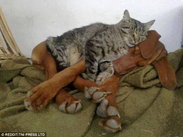 Зачем коту кроватка, если есть большая мягкая собака?