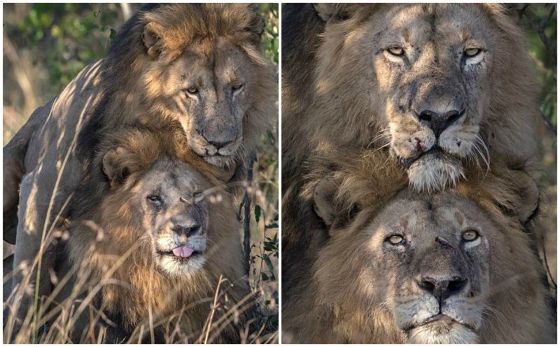 В кенийском заповеднике сфотографировали львов-гомосексуалистов