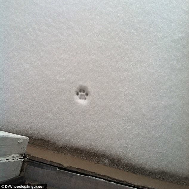 Эта фотография на Imgur.com шла с подписью "Что чувствует моя кошка по поводу снега"