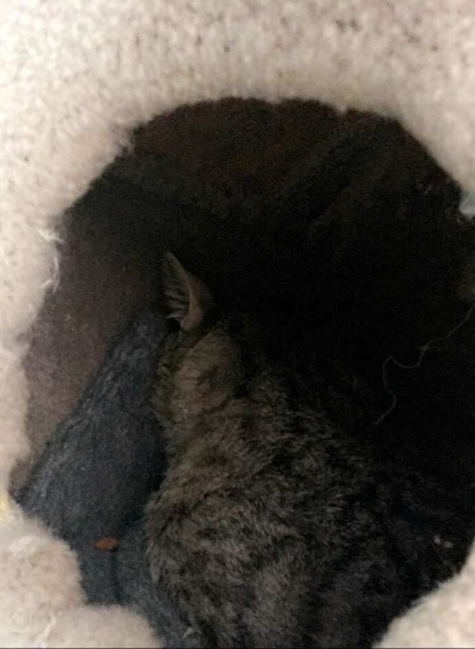 Приютский застенчивый кот спрятался от посетителей,но его нашли и усыновили