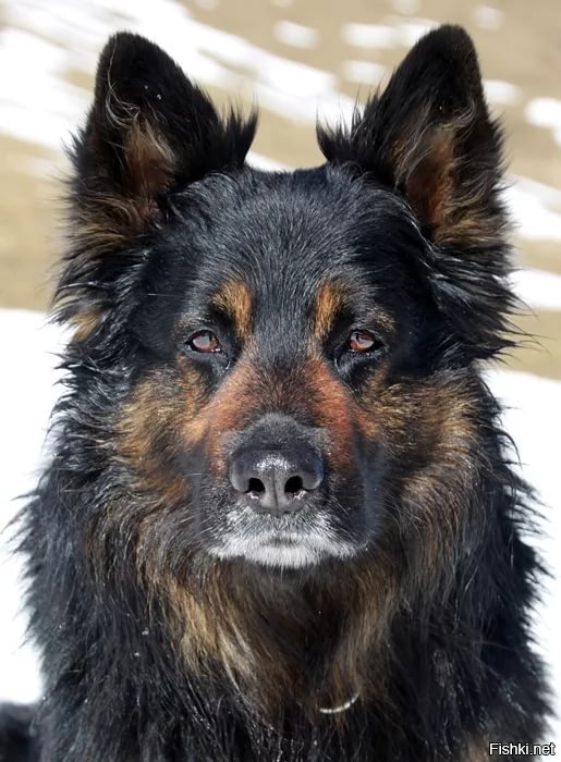 Чешская пастушья собака