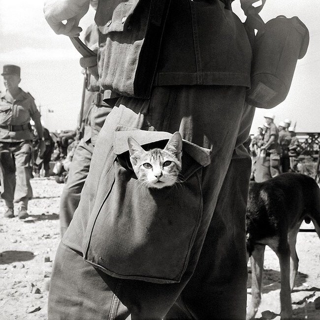 Кот в боекомлекте. Французский Индокитай, 1950-е гг.